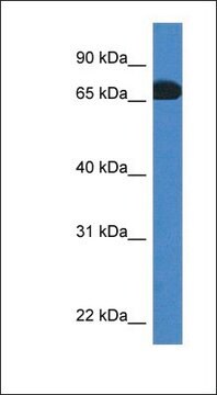 抗PROS1抗体 ウサギ宿主抗体 affinity isolated antibody