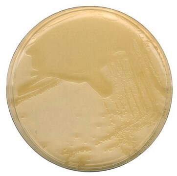 GranuCult&#174; plus agar LB (MILLER)