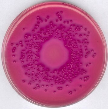 Agar VRBD (bilis rojo violeta con dextrosa) GranuCult&#174; acc. EP, USP, JP and ISO 21528, For the detection and enumeration of Enterobacteriaceae