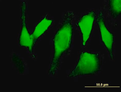 Anti-EGFR antibody produced in mouse purified immunoglobulin, buffered aqueous solution