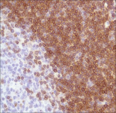 Anti-BCL-2 Alpha antibody, Rabbit monoclonal recombinant, expressed in proprietary host, clone SP66, affinity isolated antibody