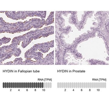 Anti-HYDIN antibody produced in rabbit Prestige Antibodies&#174; Powered by Atlas Antibodies, affinity isolated antibody