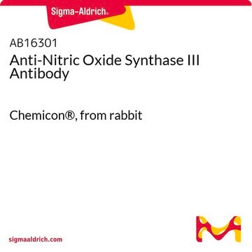 Anti-Nitric Oxide Synthase III Antibody Chemicon&#174;, from rabbit