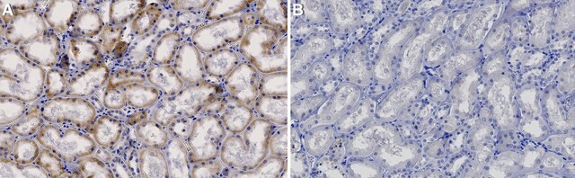 Anti-BNIP3 Antibody, clone 1G21 ZooMAb&#174; Rabbit Monoclonal recombinant, expressed in HEK 293 cells