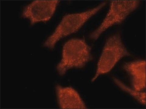 Anti-LC3C antibody, Mouse monoclonal clone LC3C-37, purified from hybridoma cell culture, affinity isolated antibody