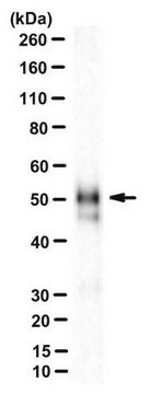 Anticorpo anti-IRF-9, clone 6F1-H5 clone 6F1-H5, from mouse