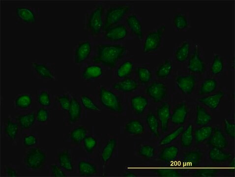 Monoclonal Anti-NR1H4, (C-terminal) antibody produced in mouse clone 1B10, purified immunoglobulin, buffered aqueous solution