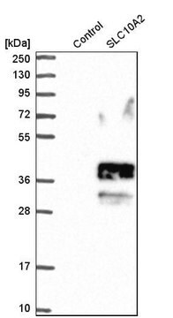 抗SLC10A2抗体 ウサギ宿主抗体 Prestige Antibodies&#174; Powered by Atlas Antibodies, affinity isolated antibody, buffered aqueous glycerol solution