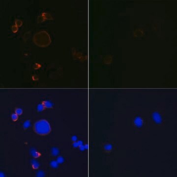 Anti- active + pro Caspase-3 antibody produced in rabbit