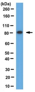 Anti-Dishevelled Antibody serum, from rabbit