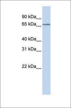 Anti-TRMT5 antibody produced in rabbit affinity isolated antibody