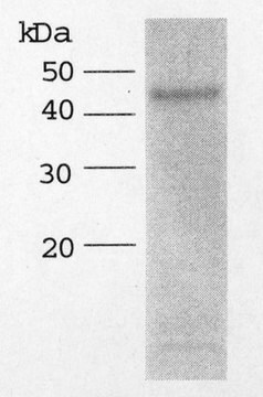 ADAMTS-4, rekombinowany, znakowany His This His Tagged Recombinant ADAMTS4 is used to study the degradation of extracellular matrix proteoglycans, to screen for inhibitors of proteoglycan hydrolysis and to characterize inhibitor actions.