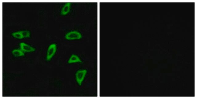 Anti-PTGER3 antibody produced in rabbit affinity isolated antibody