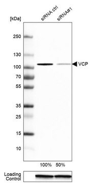 Anti-VCP antibody produced in rabbit Prestige Antibodies&#174; Powered by Atlas Antibodies, affinity isolated antibody, buffered aqueous glycerol solution