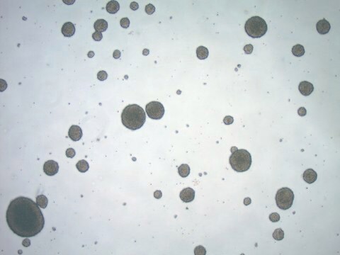 BCH869 Human H3K27M Glioma Cell lines