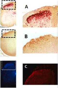 Anti-EBF-3 Antibody from rabbit, purified by affinity chromatography