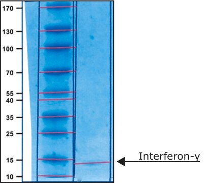 インターフェロン-&#947; ラット由来 &#8805;97% (SDS-PAGE), recombinant, expressed in E. coli, lyophilized powder, suitable for cell culture