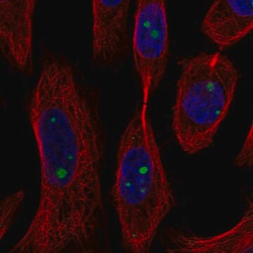 Anti-Axin1 Antibody Produced In Rabbit Prestige Antibodies&#174; Powered by Atlas Antibodies, affinity isolated antibody, buffered aqueous glycerol solution