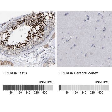 Anti-CREM antibody produced in rabbit Prestige Antibodies&#174; Powered by Atlas Antibodies, affinity isolated antibody, buffered aqueous glycerol solution