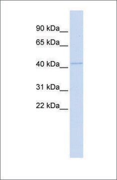 抗MITF抗体 ウサギ宿主抗体 affinity isolated antibody