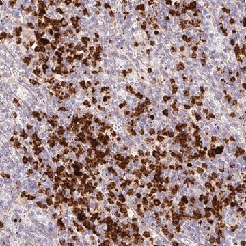 Anti-MAP3K3 antibody produced in rabbit Prestige Antibodies&#174; Powered by Atlas Antibodies, affinity isolated antibody, buffered aqueous glycerol solution