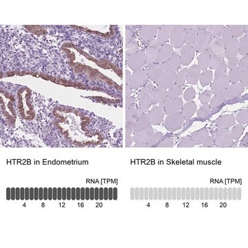 抗HTR2B ウサギ宿主抗体 Prestige Antibodies&#174; Powered by Atlas Antibodies, affinity isolated antibody, buffered aqueous glycerol solution