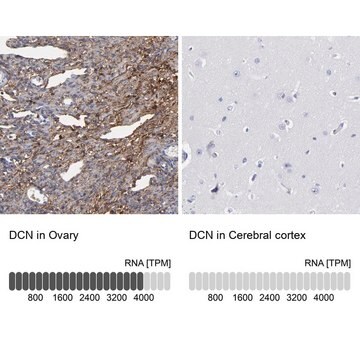 抗DCN ウサギ宿主抗体 Prestige Antibodies&#174; Powered by Atlas Antibodies, affinity isolated antibody, buffered aqueous glycerol solution