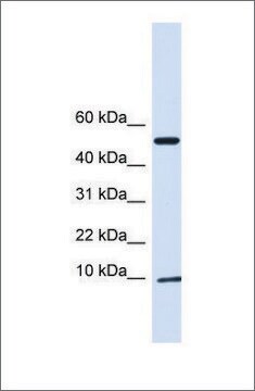 Anti-ATPIF1 antibody produced in rabbit affinity isolated antibody