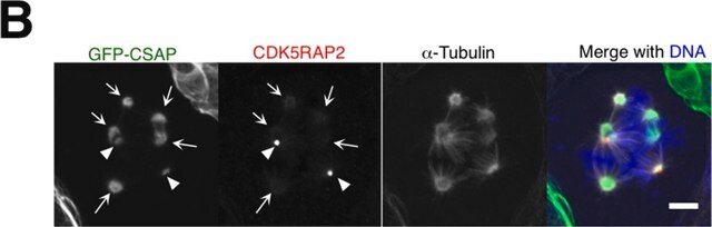 抗CDK5RAP2抗体 from rabbit, purified by affinity chromatography