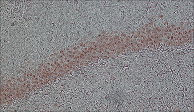 Monoclonal Anti-FUS antibody produced in mouse clone FUS-4, tissue culture supernatant