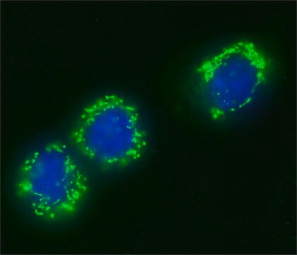 Anti-Centrin antibody produced in rabbit affinity isolated antibody, buffered aqueous solution