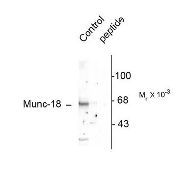 Przeciwciało anty-fosfo-Munc-18 (Ser515) Chemicon&#174;, from rabbit