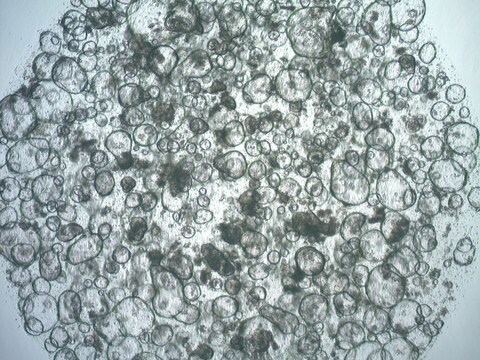 3dGRO Colon Intestinal Organoids, Age 59 (Prep ht-101-C)