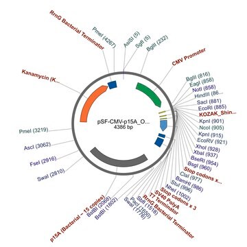 PSF-CMV-P15A ORI - P15A ORIGIN (~10 COPIES LOW) PLASMID plasmid vector for molecular cloning