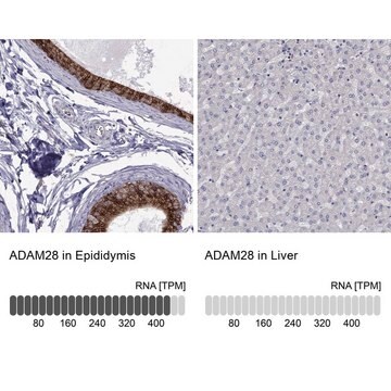 Anti-ADAM28 antibody produced in rabbit Prestige Antibodies&#174; Powered by Atlas Antibodies, affinity isolated antibody