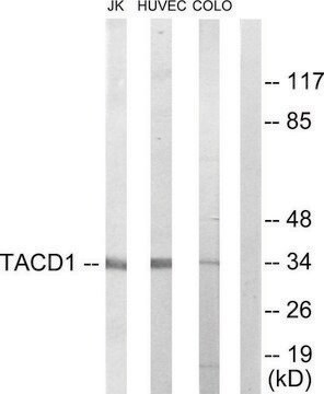 Anti-TACD1 antibody produced in rabbit affinity isolated antibody