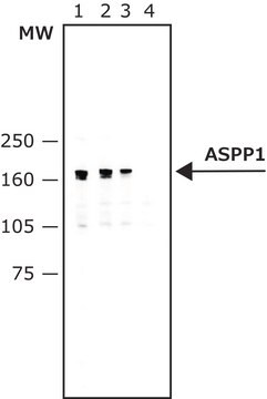 Monoclonal Anti-ASPP1 antibody produced in mouse ~2&#160;mg/mL, clone LXO54.2, purified immunoglobulin, buffered aqueous solution