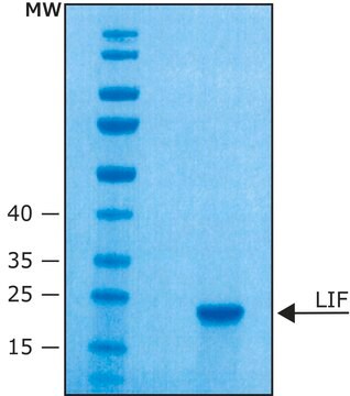 白血病抑制因子 来源于小鼠 LIF, recombinant, expressed in E. coli, 10 &#956;g/ml, buffered aqueous solution, suitable for cell culture