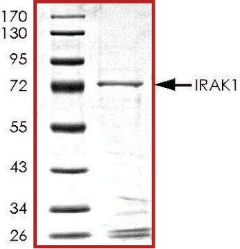 IRAK1, GST tagged human recombinant, expressed in baculovirus infected Sf9 cells, &#8805;70% (SDS-PAGE), buffered aqueous glycerol solution