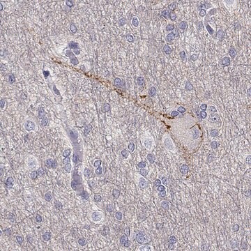 Anti-NCAM2 antibody produced in rabbit Prestige Antibodies&#174; Powered by Atlas Antibodies, affinity isolated antibody, buffered aqueous glycerol solution