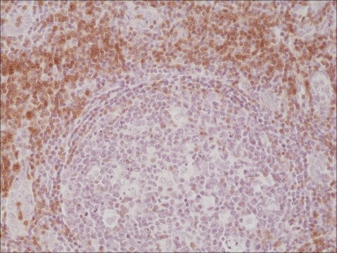 Anti-CD3E antibody, Rabbit monoclonal recombinant, expressed in HEK 293 cells, clone RM344, purified immunoglobulin