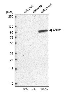 Anti-ASH2L antibody produced in rabbit Prestige Antibodies&#174; Powered by Atlas Antibodies, affinity isolated antibody, buffered aqueous glycerol solution