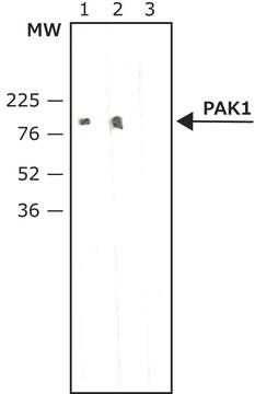 モノクローナル抗PAK1, リン酸化型(pThr212)抗体 マウス宿主抗体 clone PK-18, purified from hybridoma cell culture