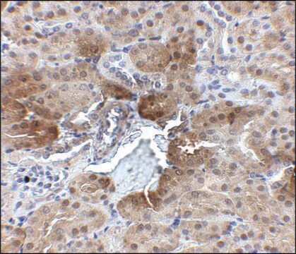 Anti-PTER antibody produced in rabbit affinity isolated antibody, buffered aqueous solution