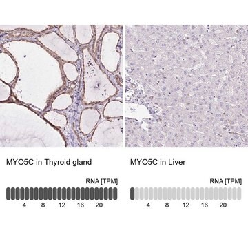 Anty-MYO5C Prestige Antibodies&#174; Powered by Atlas Antibodies, affinity isolated antibody