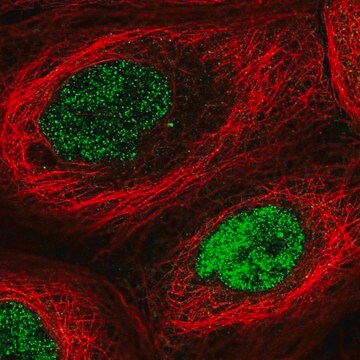 Anti-N6AMT1 antibody produced in rabbit Prestige Antibodies&#174; Powered by Atlas Antibodies, affinity isolated antibody