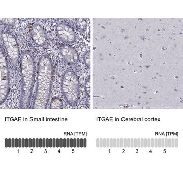 Anti-ITGAE Prestige Antibodies&#174; Powered by Atlas Antibodies, affinity isolated antibody, buffered aqueous glycerol solution