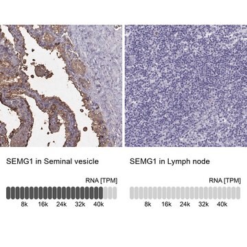 Anti-SEMG1 Prestige Antibodies&#174; Powered by Atlas Antibodies, affinity isolated antibody