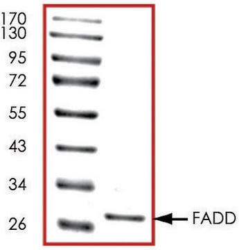 FADD, His tagged human recombinant, expressed in E. coli, &#8805;70% (SDS-PAGE), buffered aqueous glycerol solution