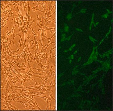 Canine Skeletal Muscle Cells: CnSkMC (Cryovial)